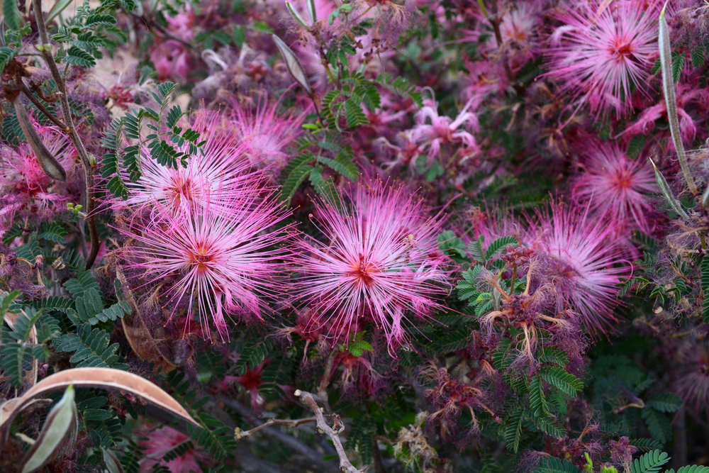 How to Care For Your Fairy Duster Plant The Habitat