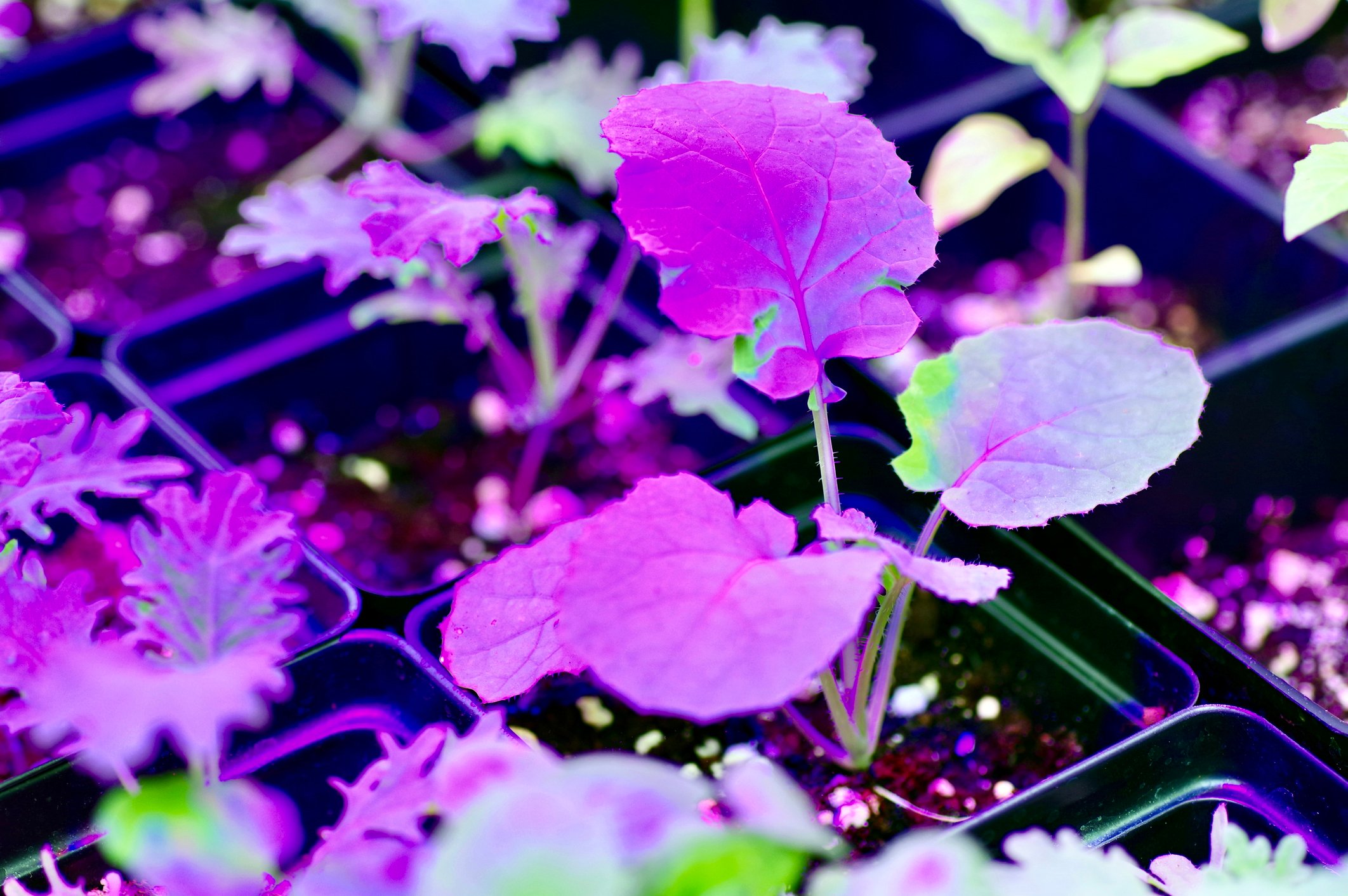 Your Houseplants and Different Types of Light The Habitat