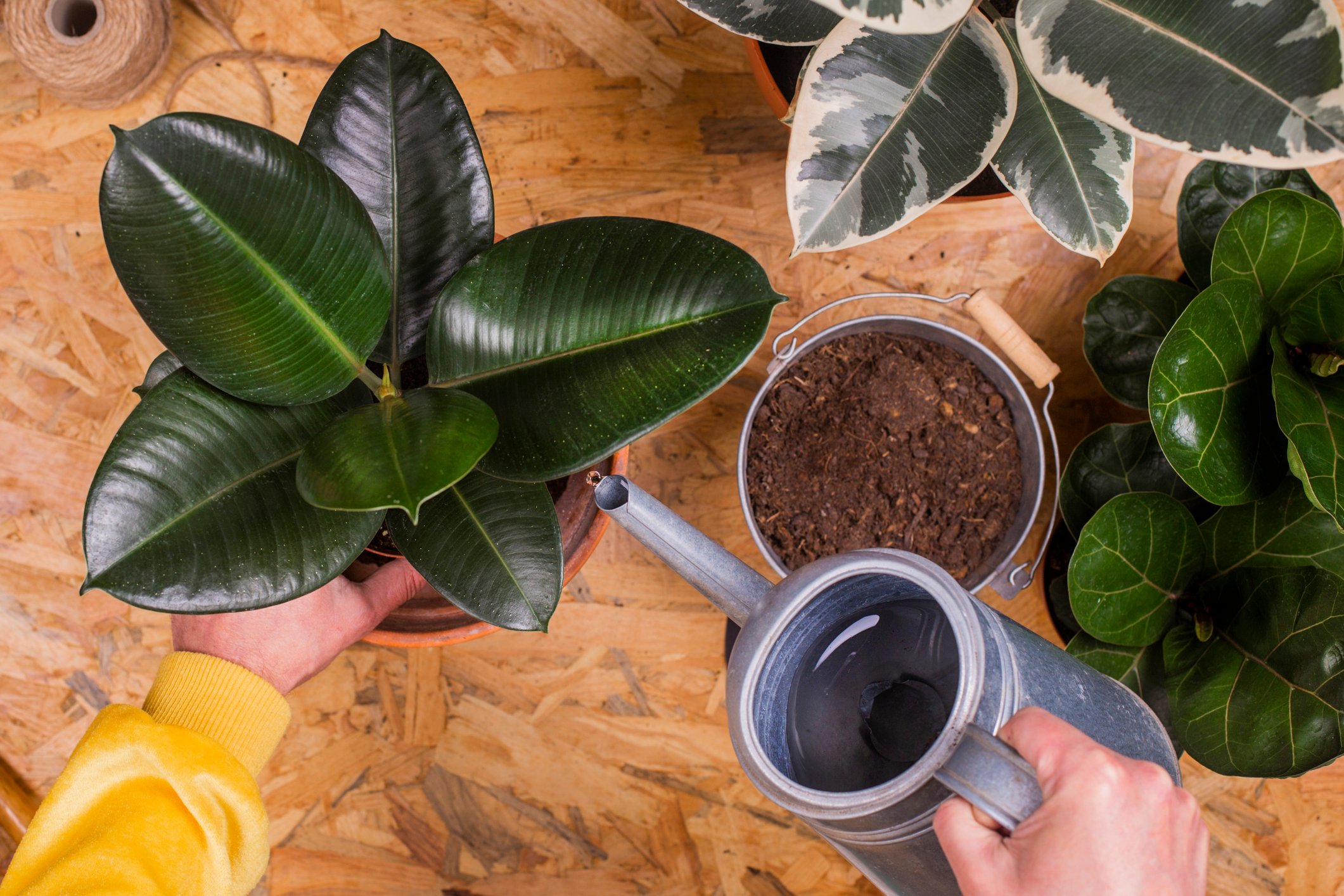 How To Care For a Rubber Plant The Habitat