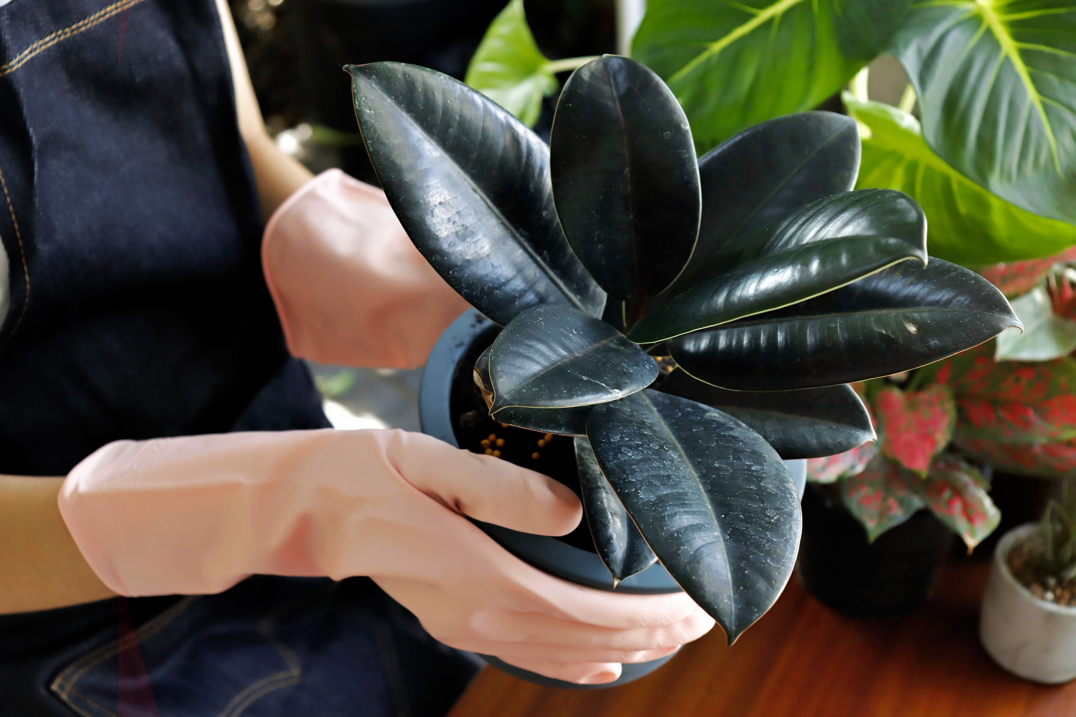 How To Care For a Rubber Plant The Habitat