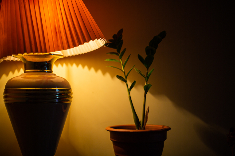 Your Houseplants and Different Types of Light The Habitat
