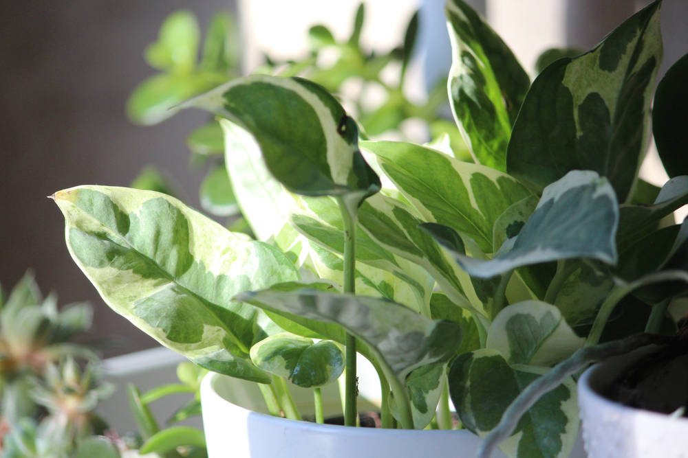 The Best Houseplants for the Winter Months The Habitat