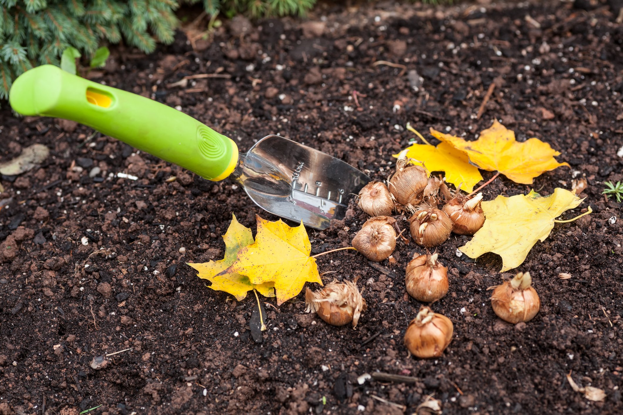 Understanding Corms, Bulbs, Tubers, and Rhizomes The Habitat