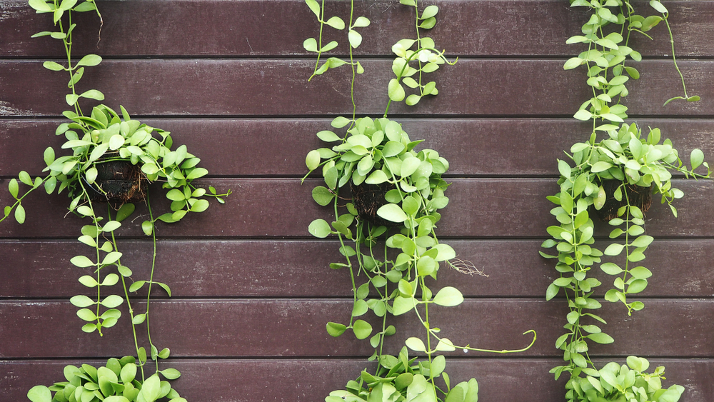 Hanging Plants That Will Elevate Your Decor The Habitat