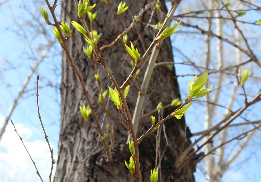 How to Grow a Balsam Poplar Tree The Habitat
