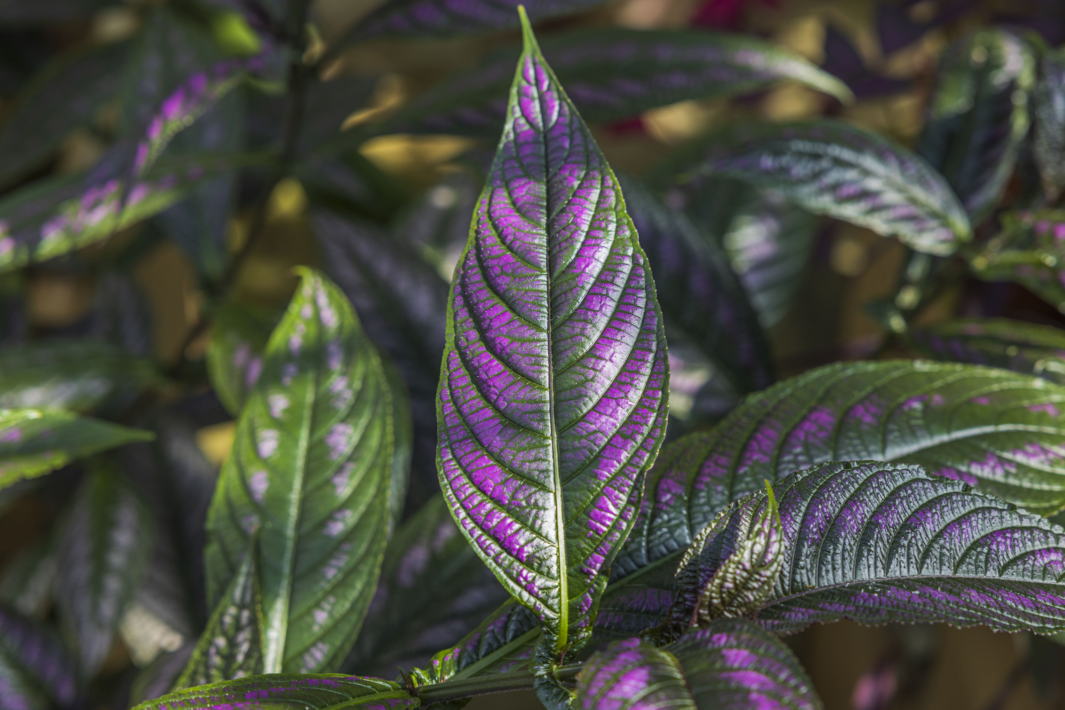 How To Grow Persian Shield The Habitat