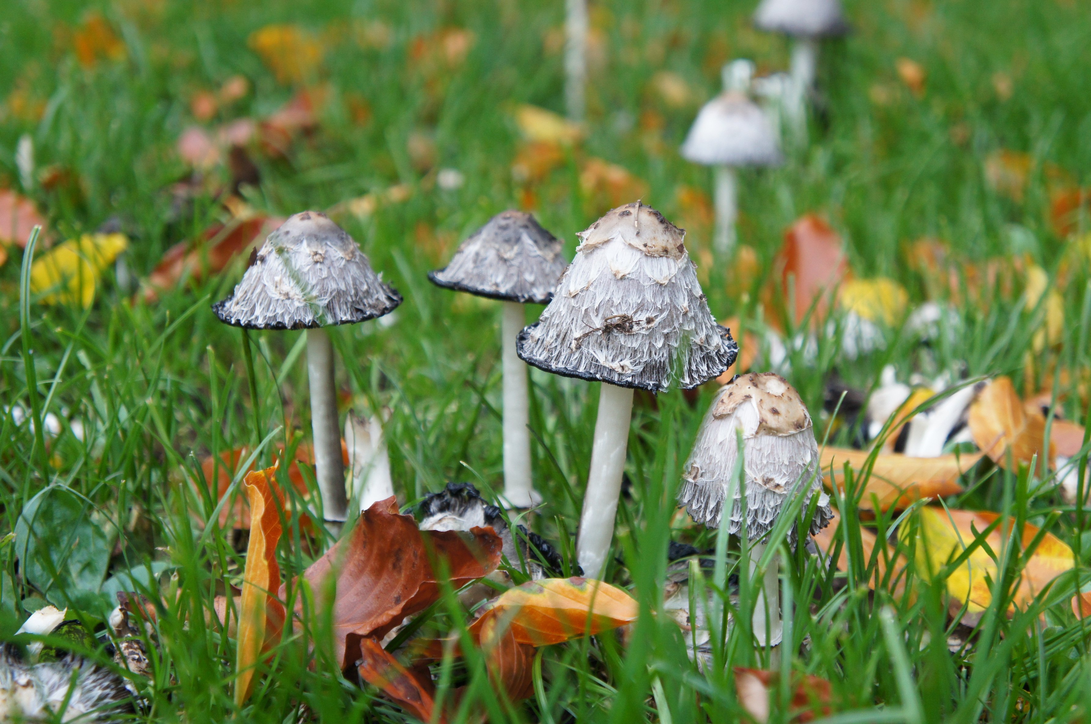 10 Cool Mushrooms to Look Out For - The Habitat