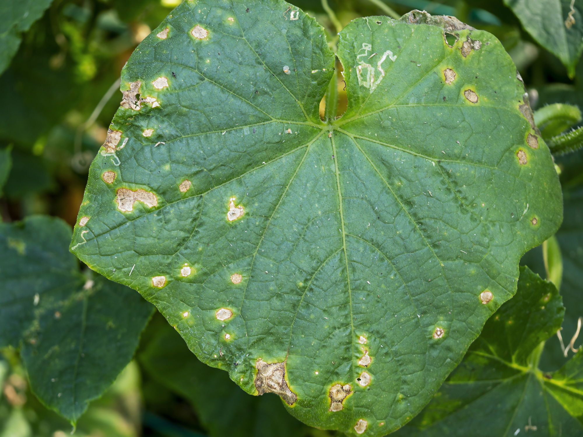 How To Grow Winter Melon (Wax Gourd) The Habitat