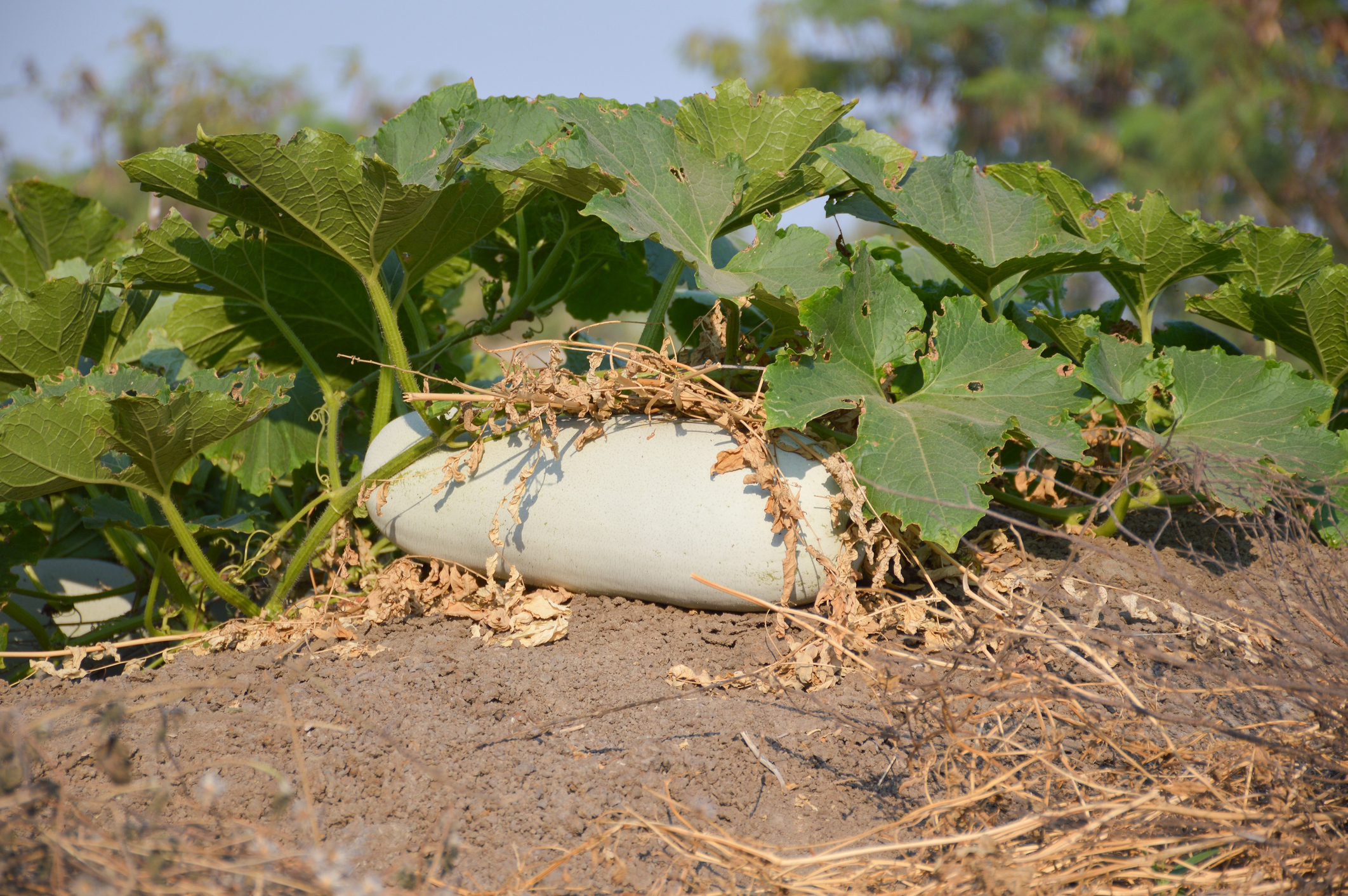 How To Grow Winter Melon (Wax Gourd) The Habitat
