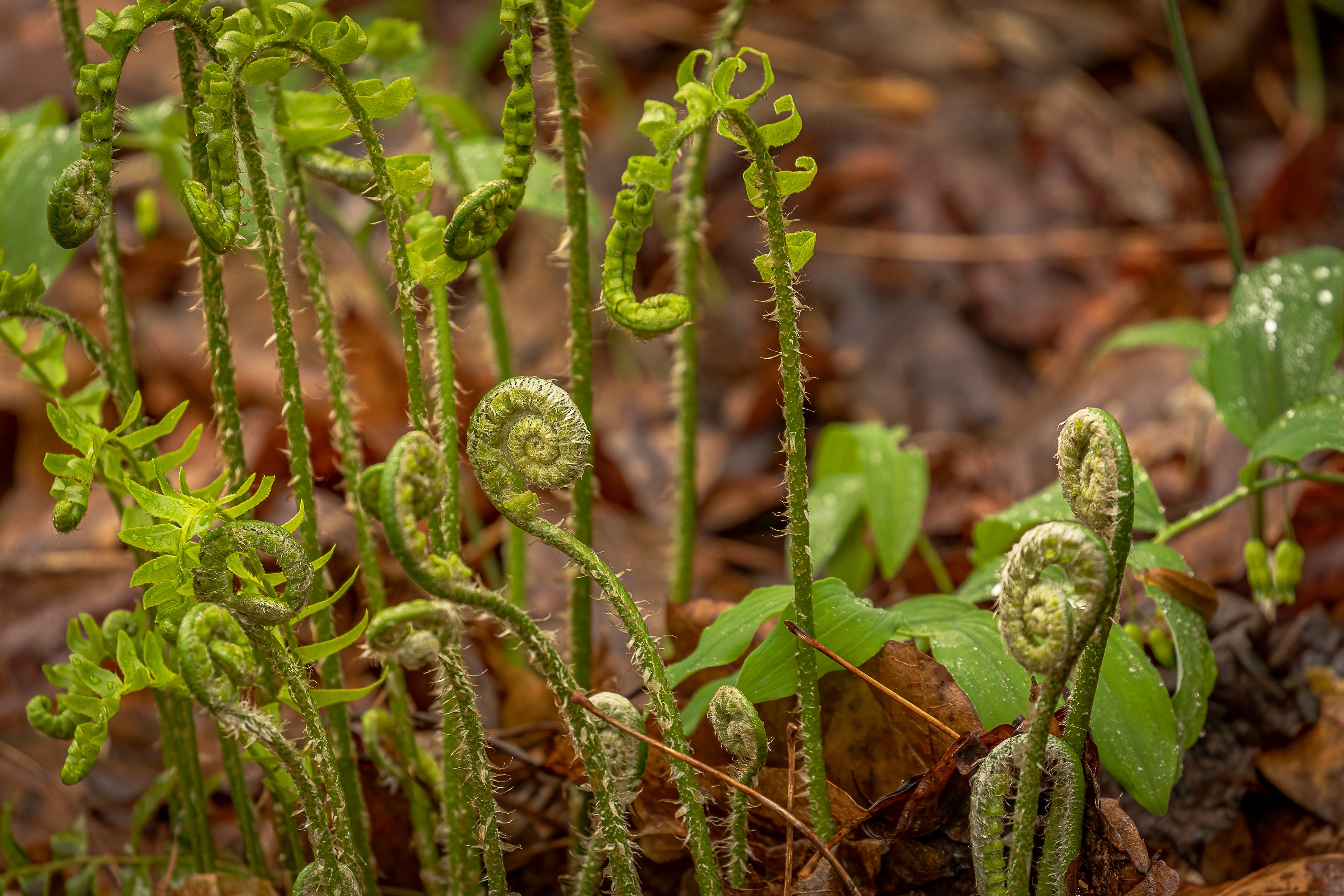 Maliseet Fiddlehead Gathering: Traditional Spring Harvest of Sacred Ferns